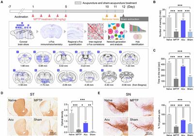 Acupuncture Regulates Symptoms of Parkinson’s Disease via Brain Neural Activity and Functional Connectivity in Mice